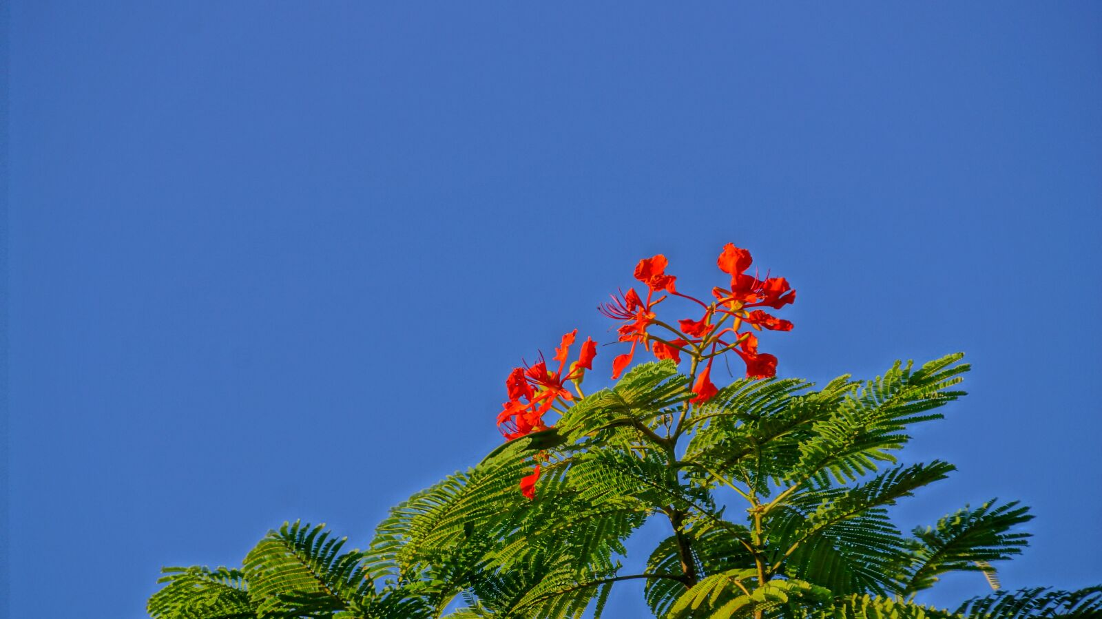 Sony E 18-200mm F3.5-6.3 OSS sample photo. Flower, phoenix, tree photography