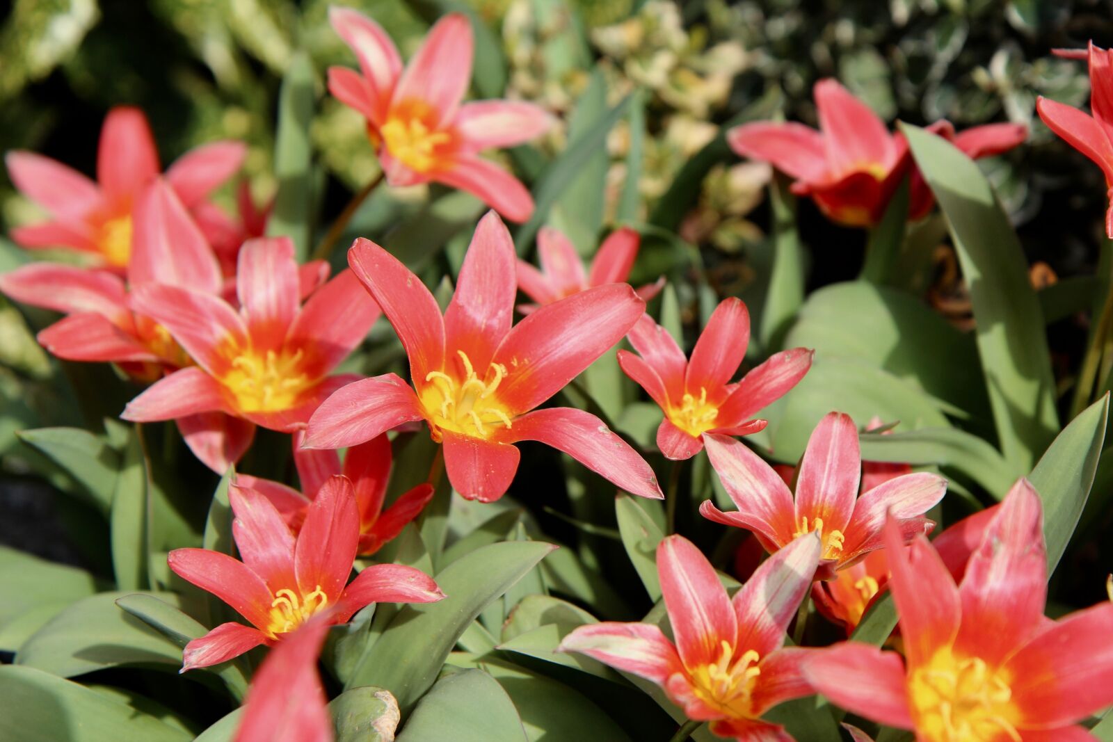 Canon EOS 600D (Rebel EOS T3i / EOS Kiss X5) sample photo. Tulips, red, spring photography