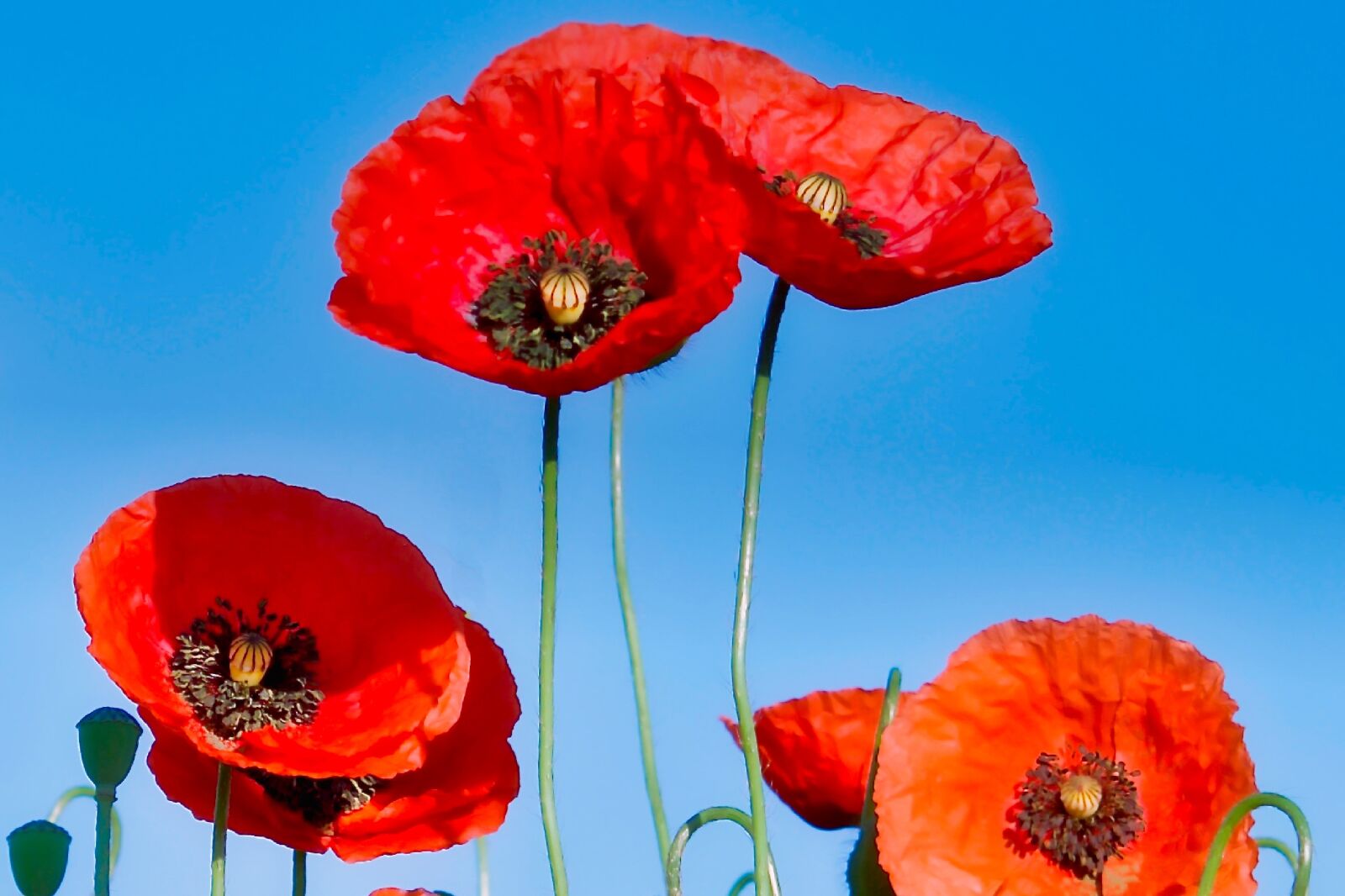 Nikon D5300 sample photo. Klatschmohn, flower, poppy photography