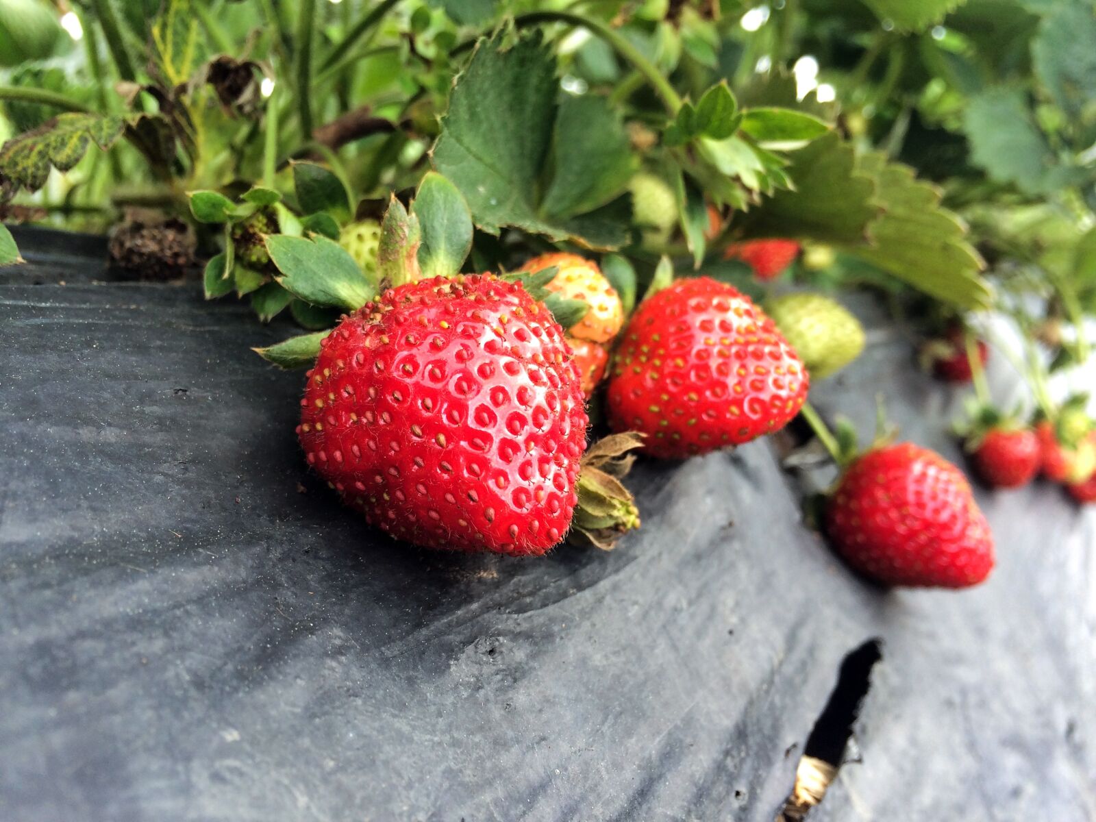iPhone 5s back camera 4.15mm f/2.2 sample photo. Strawberry, farm, fresh photography