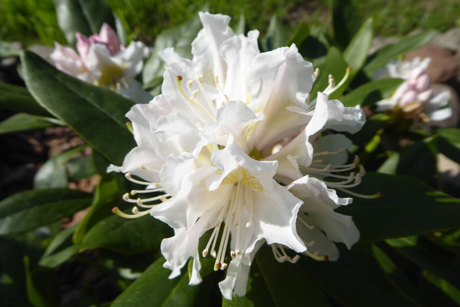 Panasonic Lumix DMC-ZS50 (Lumix DMC-TZ70) sample photo. Flower, nature, plant photography