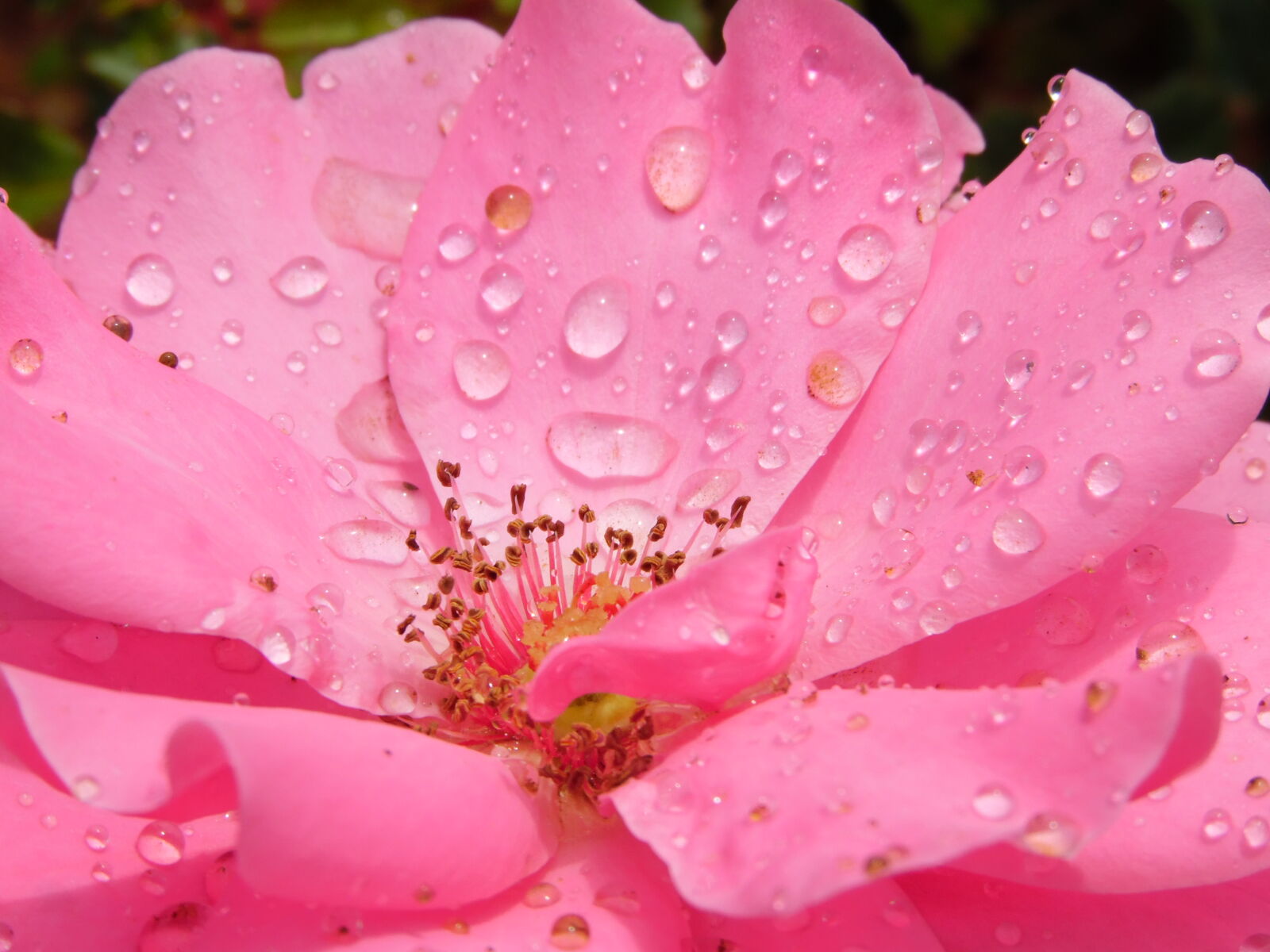 Samsung WB1100F/WB1101F/WB1102F sample photo
