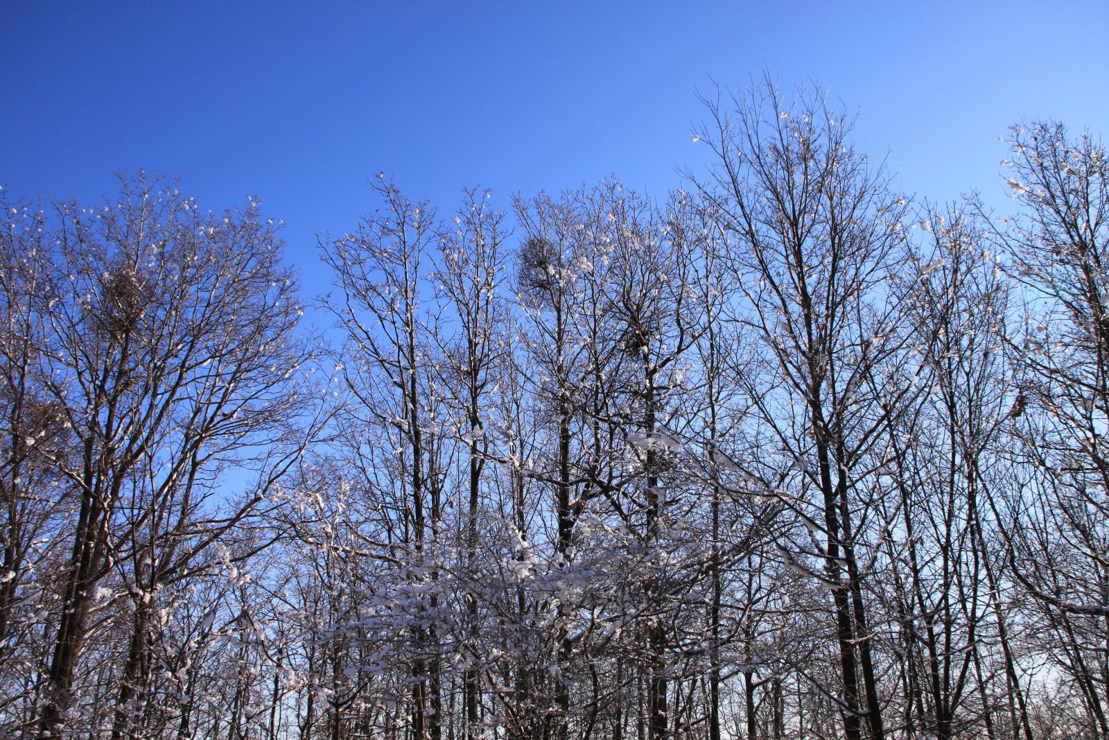 Canon EOS 500D (EOS Rebel T1i / EOS Kiss X3) sample photo. Blue, cold, forest photography