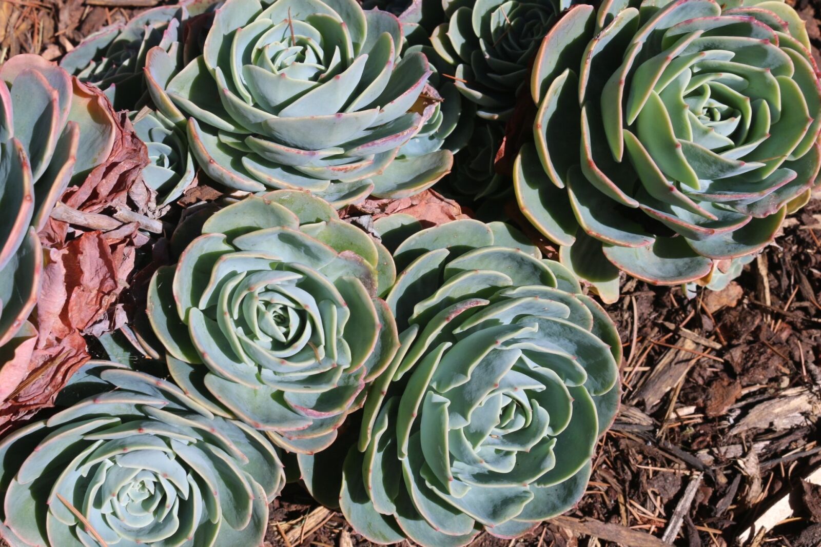 Canon EOS 70D sample photo. Plant, outdoor, succulent photography