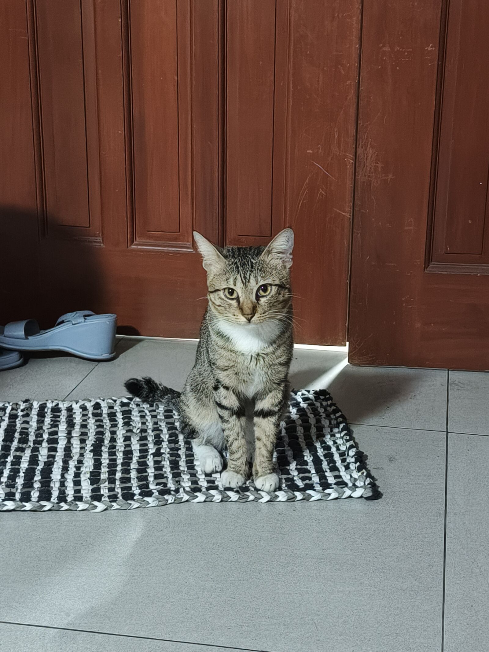 Infinix X6871 sample photo. Meowticles photography