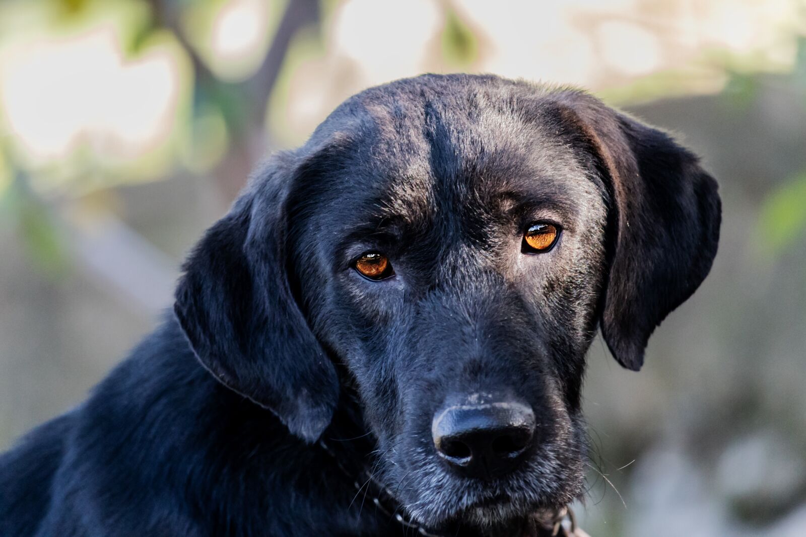 Canon EF-S 55-250mm F4-5.6 IS STM sample photo. Dog, mammal, animal photography