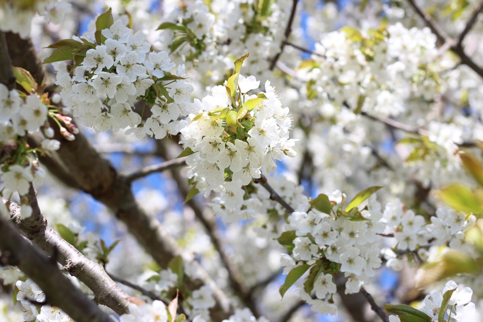 Canon EOS 600D (Rebel EOS T3i / EOS Kiss X5) + Canon EF 50mm F1.8 STM sample photo. Blossom, bloom, cherry blossom photography