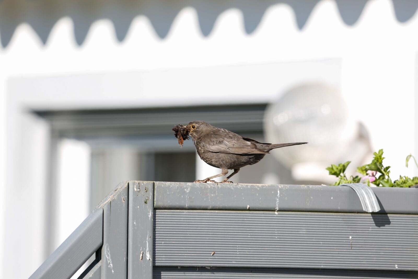 Canon EF 100-400mm F4.5-5.6L IS USM sample photo. Blackbird, bill, food photography