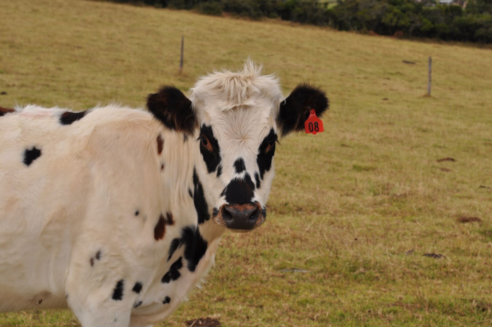 Nikon D5000 sample photo. Bos primigenius taurus, mammalia photography