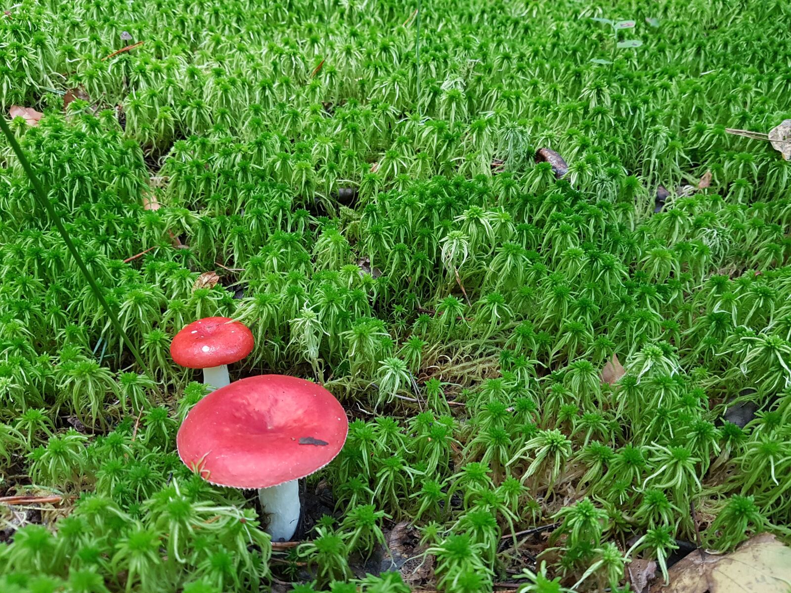 Samsung Galaxy S7 sample photo. Mushroom, russula, summer photography