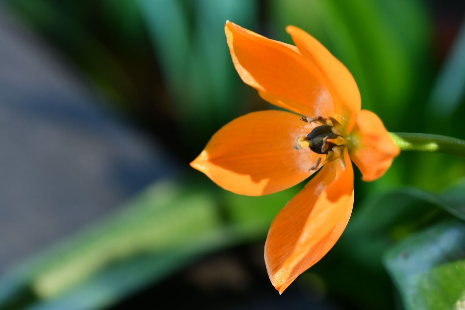 Nikon D500 sample photo. Orange, green, nature photography