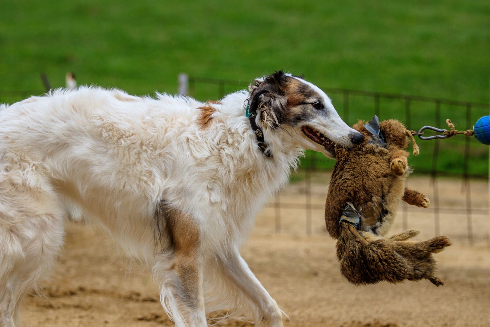Canon EOS 80D sample photo. Dog, dog racing, animal photography