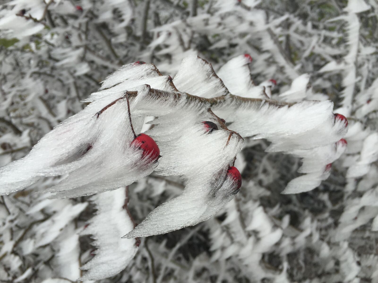 Apple iPhone 6 sample photo. Ice, frost, berry photography