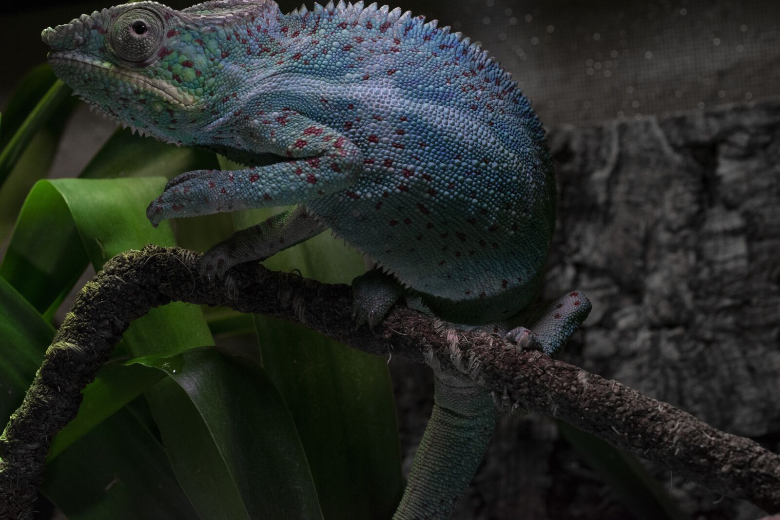 Nikon D5300 sample photo. Panther chameleon, chameleon, close photography