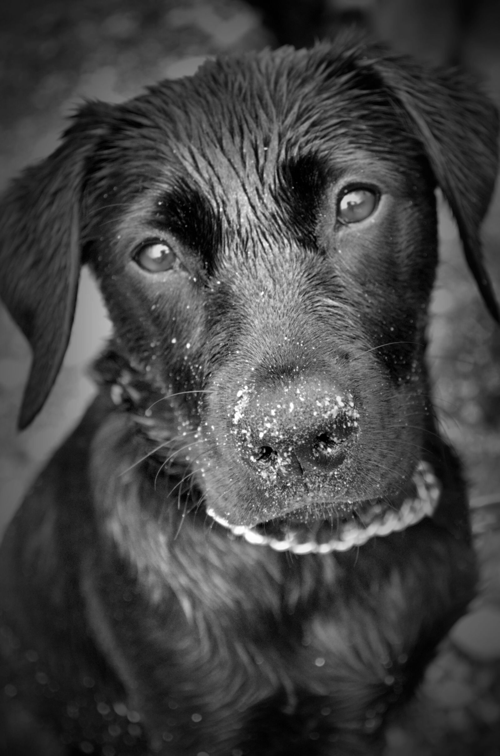 Nikon D5100 sample photo. Dog, labrador, animal photography