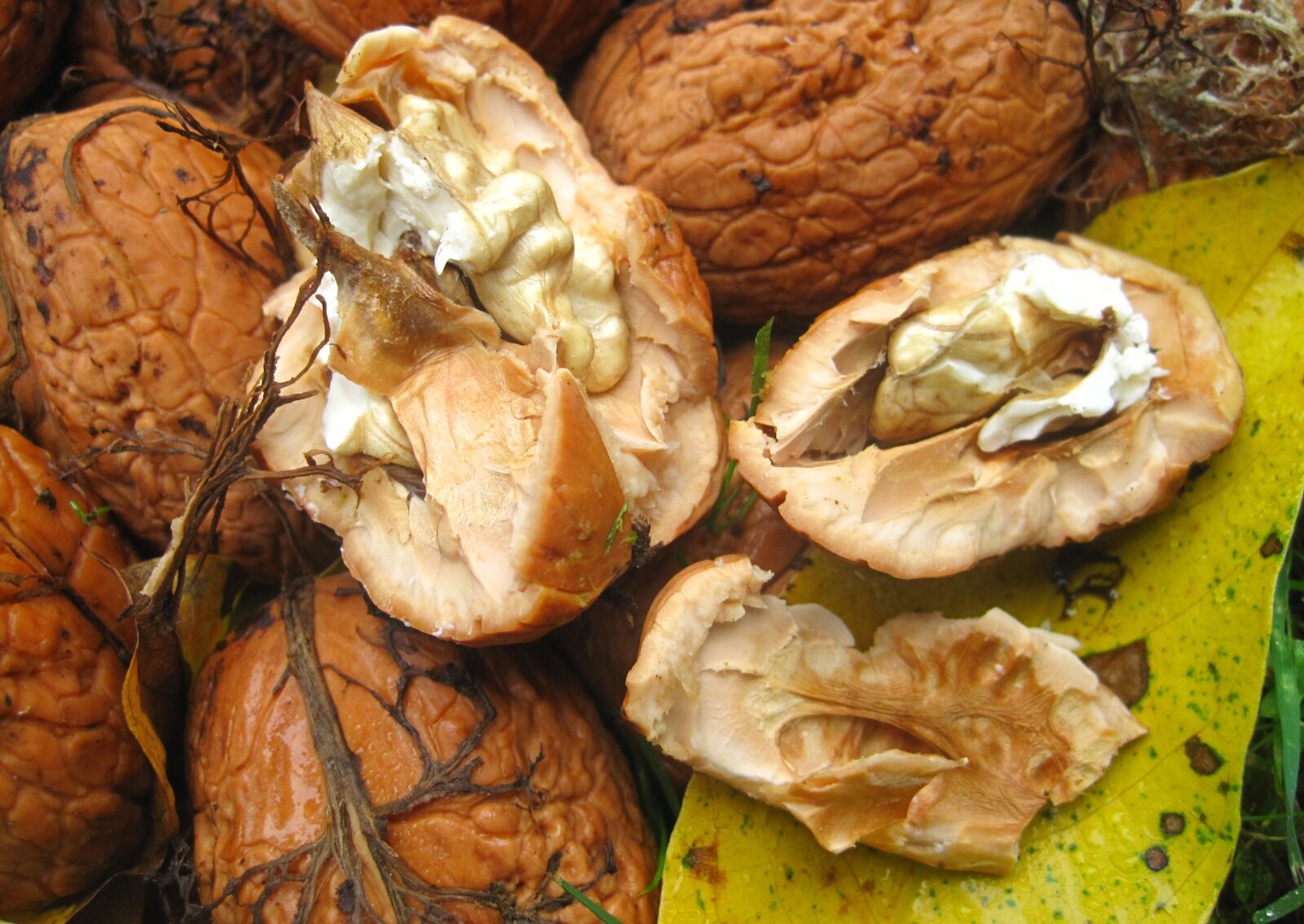 Canon PowerShot SD1200 IS (Digital IXUS 95 IS / IXY Digital 110 IS) sample photo. Fresh walnuts, garden, harvest photography