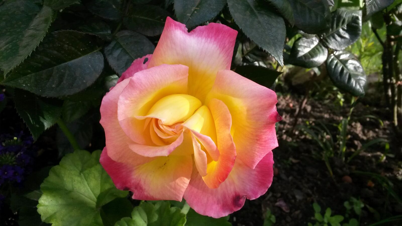 Samsung Galaxy S4 Mini sample photo. Pink flower, yellow rose photography