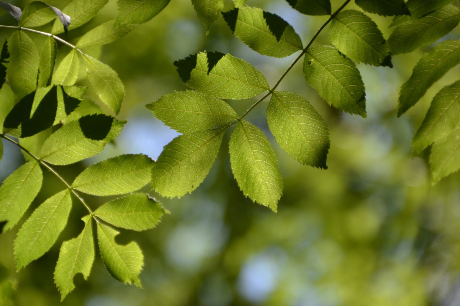 Nikon D3100 sample photo. Tree, leaves, ash photography