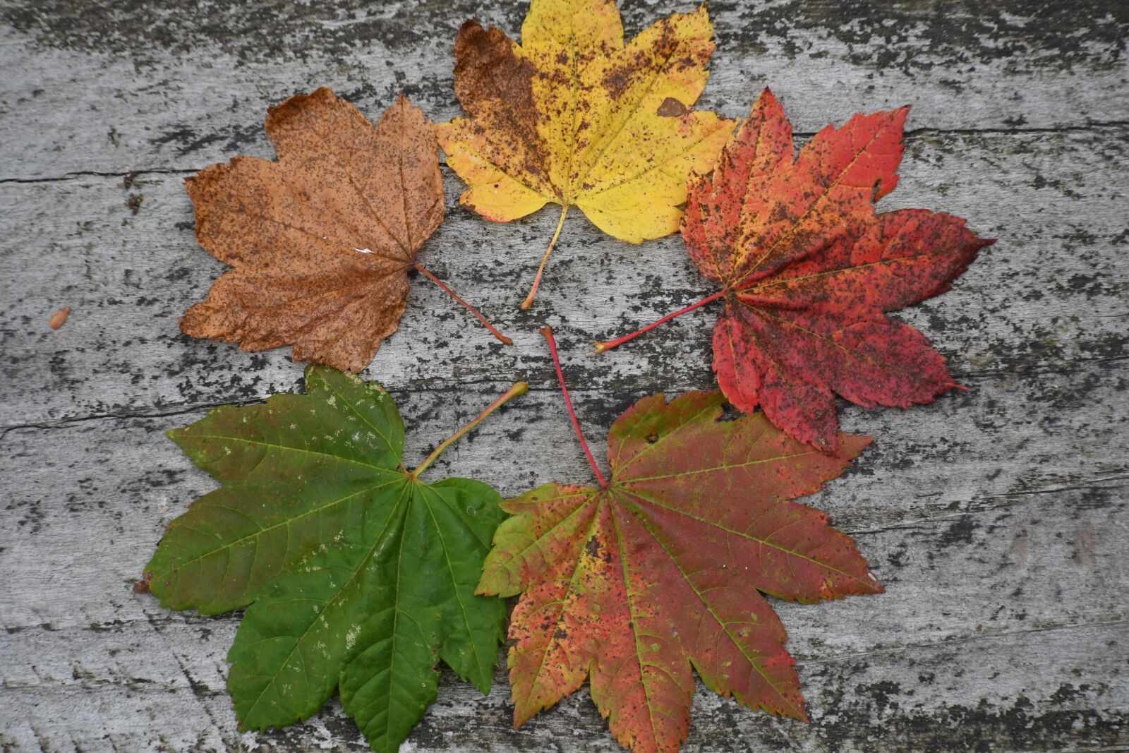 Nikon D500 sample photo. Fall, changing season, leaves photography
