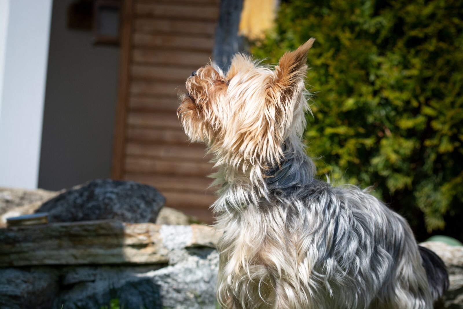 Nikon D7100 sample photo. Dog, small, yorkie photography
