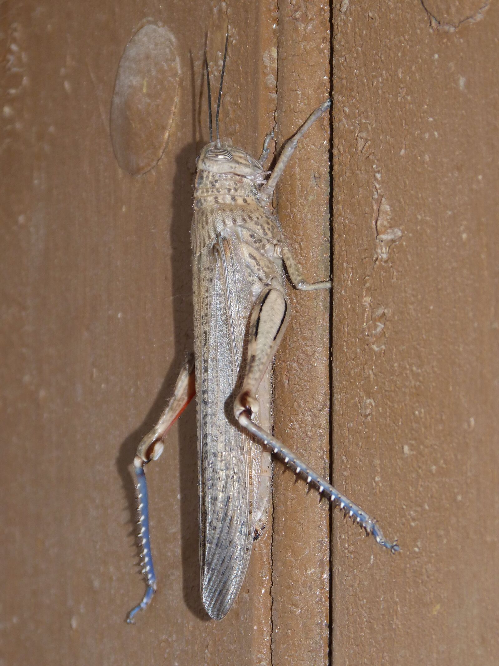 Panasonic DMC-FZ62 sample photo. Lobster, grasshopper, door photography