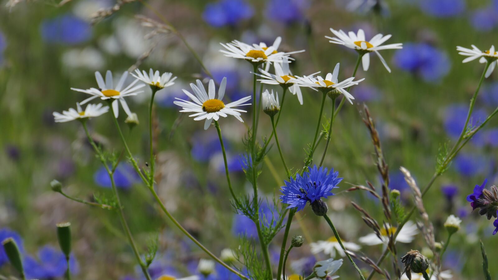 Leica V-Lux (Typ 114) sample photo. Chamomile, cornflower, wild grasses photography