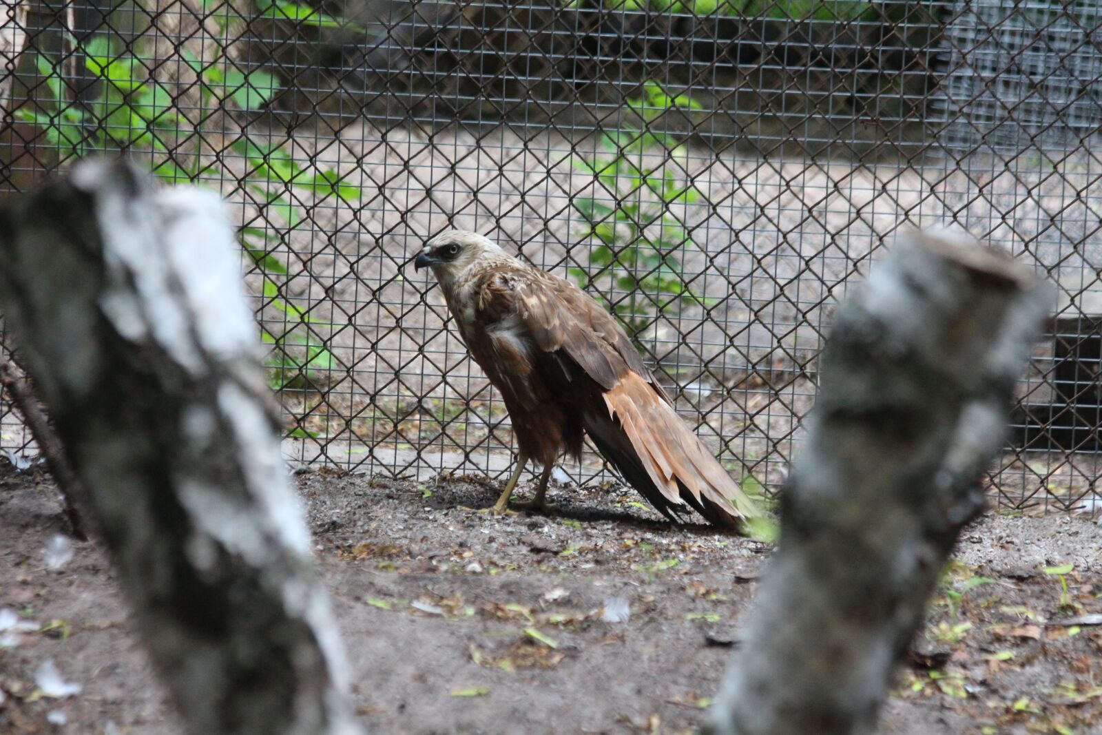 Canon EOS 650D (EOS Rebel T4i / EOS Kiss X6i) sample photo. Bird, bird of prey photography