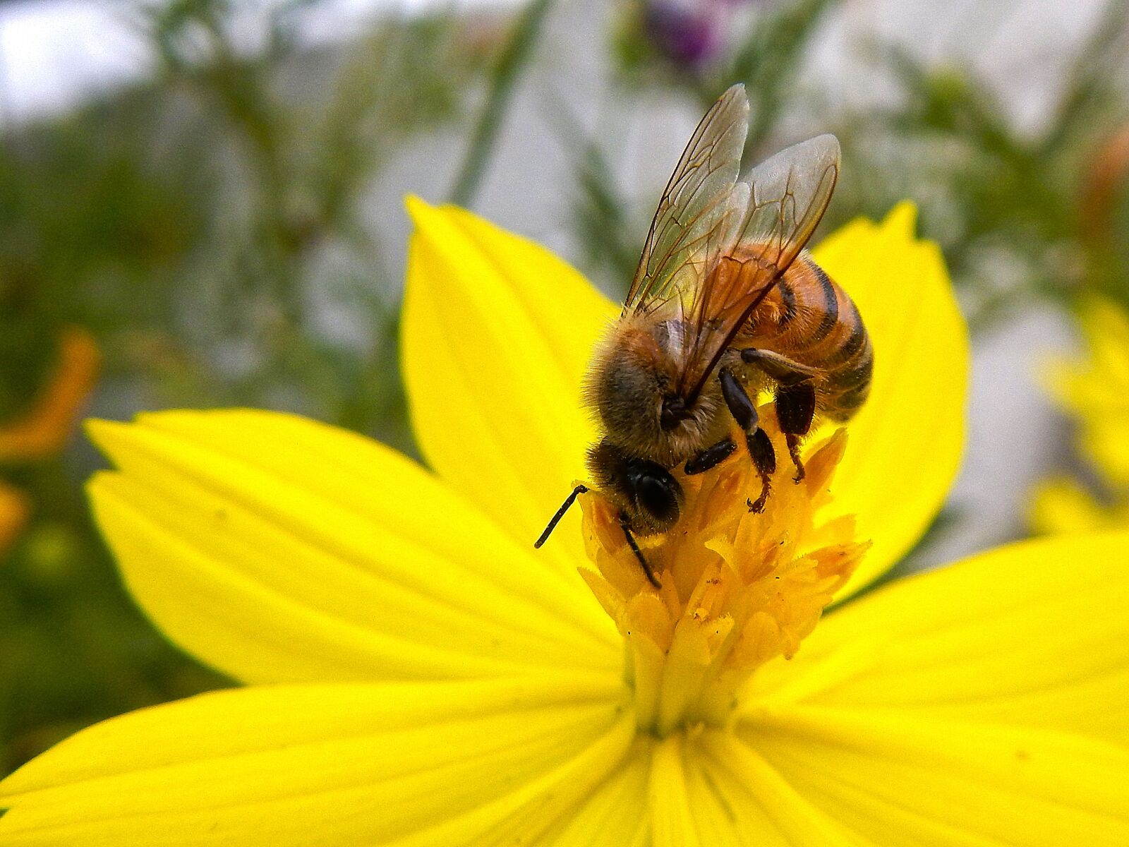 Nikon Coolpix AW110 sample photo. Bee, flower, yellow photography