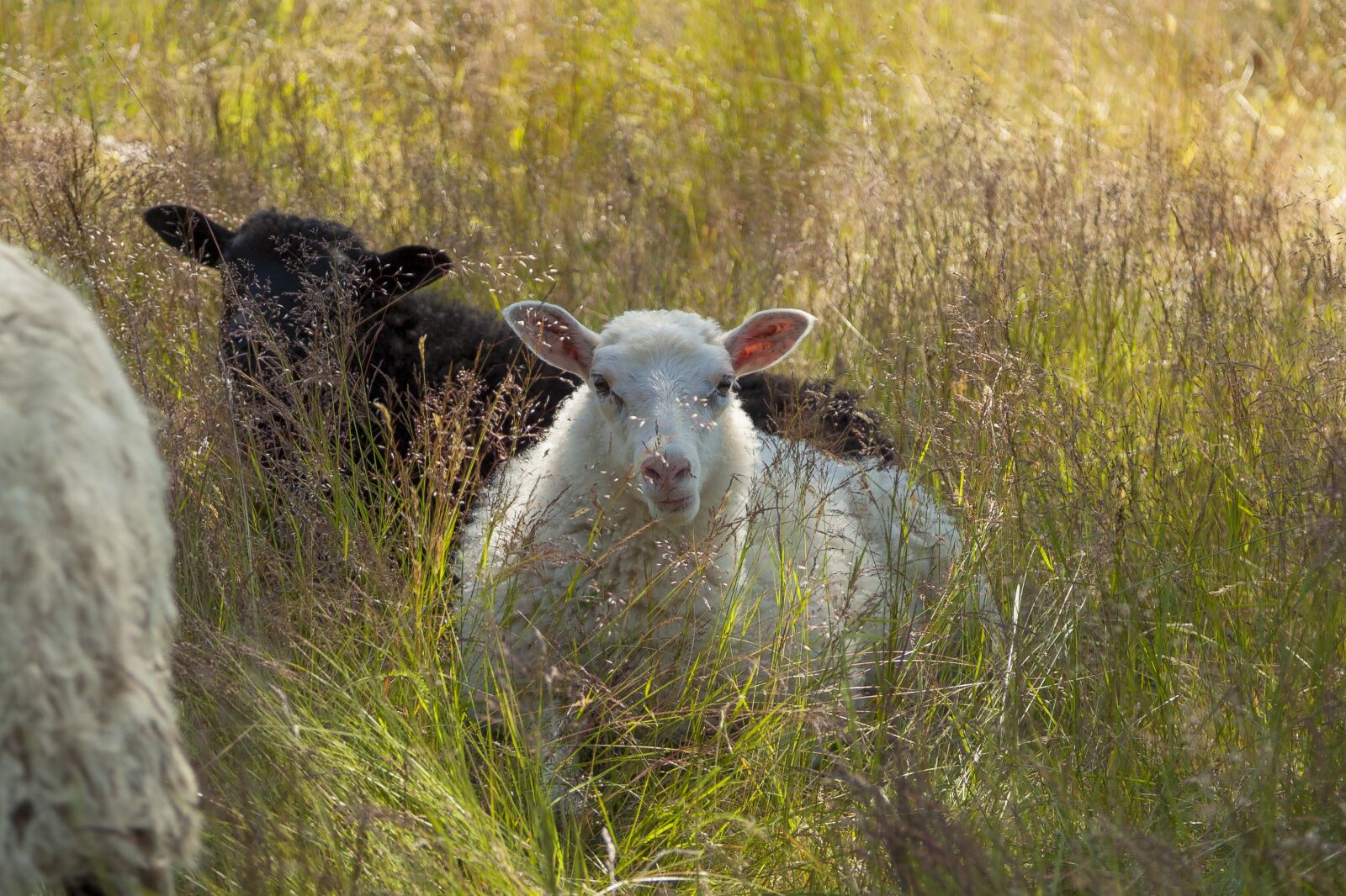 Canon EOS 5D Mark II + Canon EF 24-105mm F4L IS USM sample photo. May, sheep, animals photography
