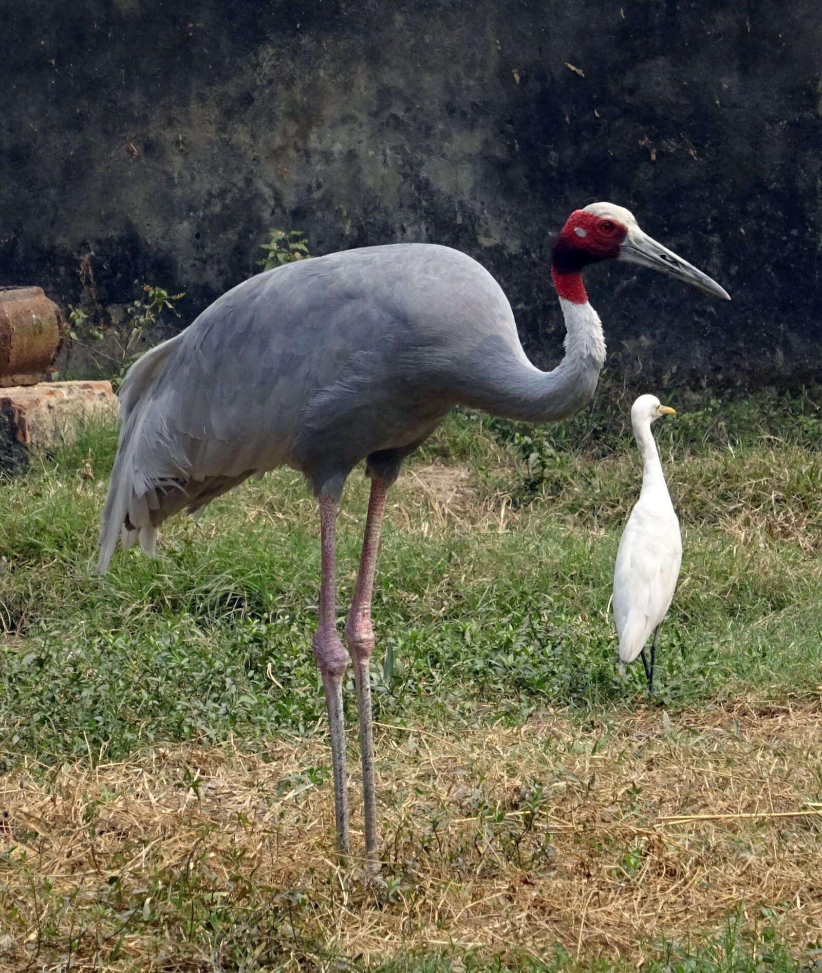Sony DSC-HX60V sample photo. Crane, sarus, bird photography