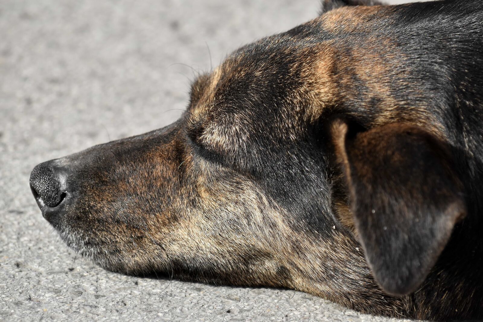 Nikon D5500 sample photo. Dog, ear, nose, skin photography