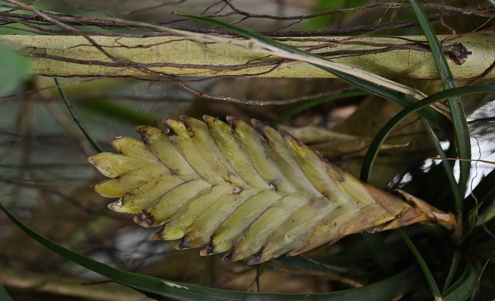 Nikon D7000 sample photo. Flower, leaf, leaves photography