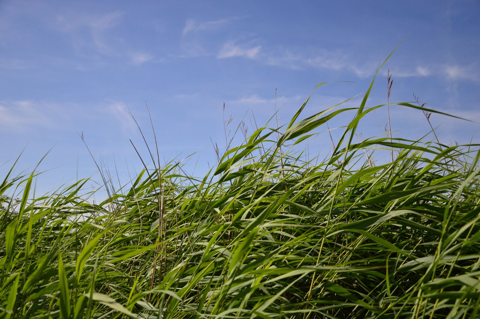 Nikon D3200 sample photo. Nature, reed, grasses photography
