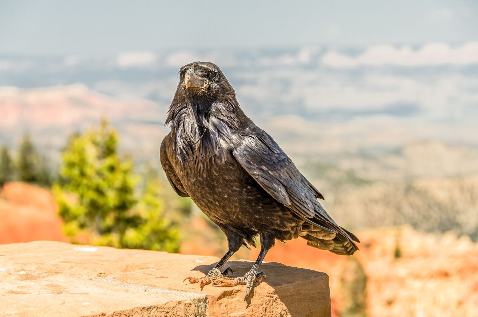 Nikon D7000 sample photo. Bird, crow, nature photography