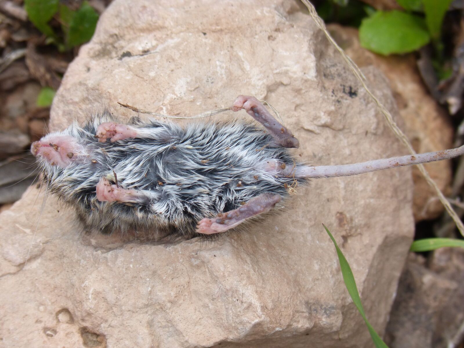 Panasonic DMC-FZ62 sample photo. Mouse, dead mouse, drowned photography