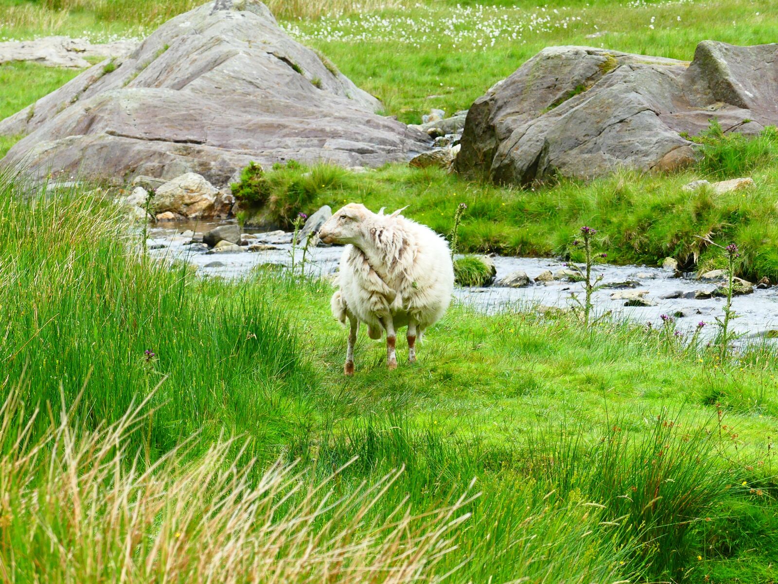 Panasonic Lumix DMC-FZ300 sample photo. Sheep, wales, snowdonia photography