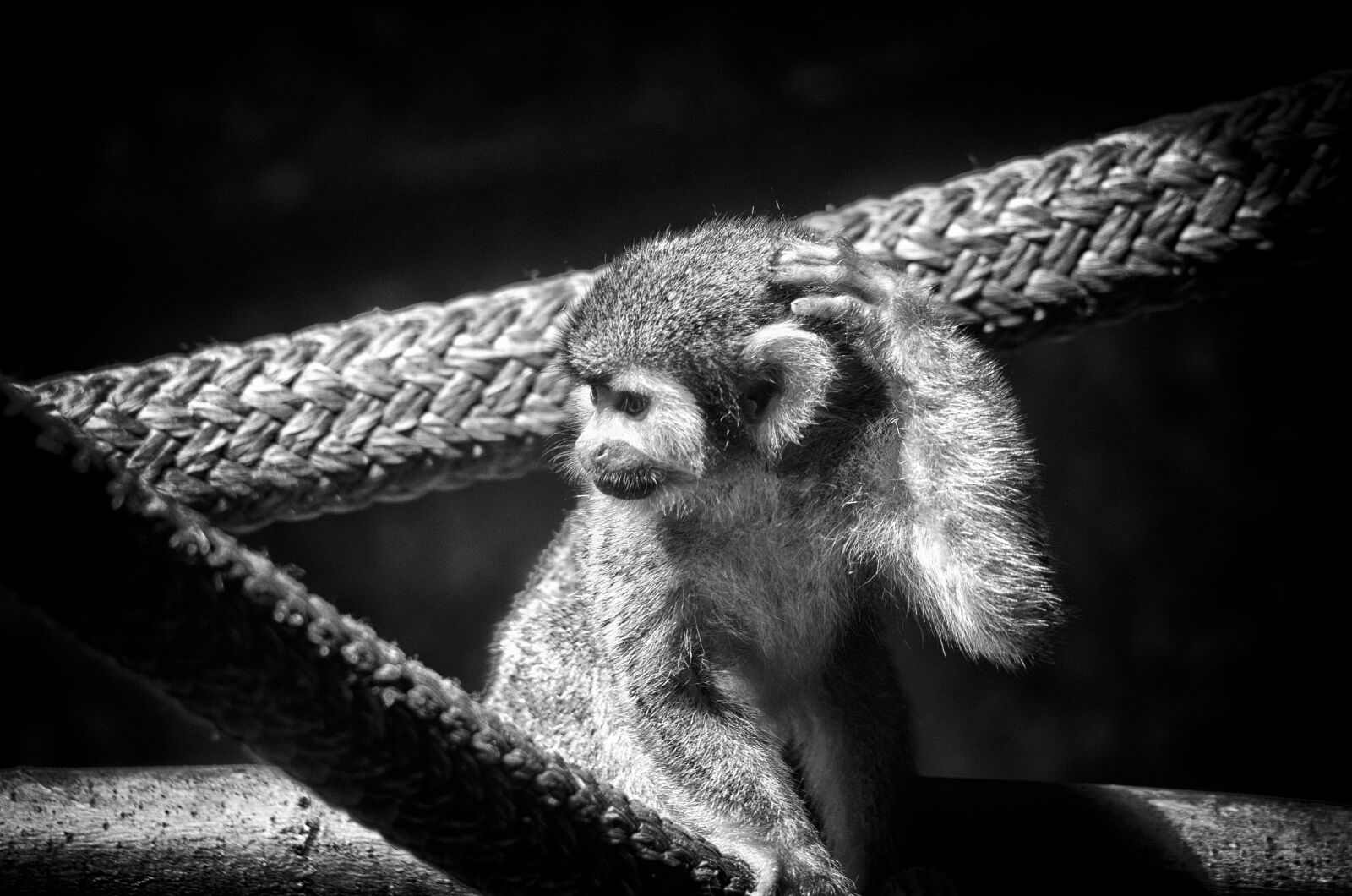 smc PENTAX-F 70-210mm F4-5.6 sample photo. Monkey, spider monkey, primate photography