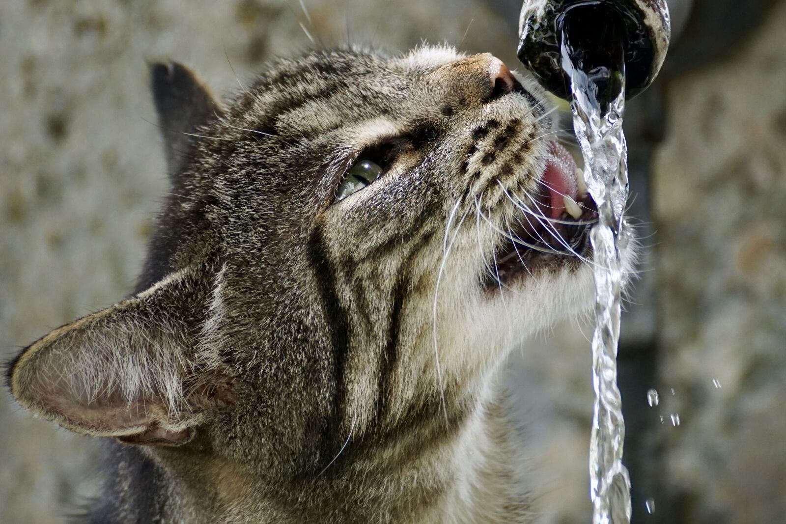 Sony DT 55-300mm F4.5-5.6 SAM sample photo. Cat, getiegert, tiger photography
