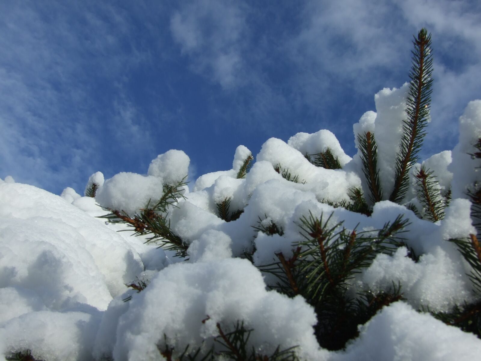 Fujifilm FinePix S6500fd sample photo. Winter, garden, snow photography