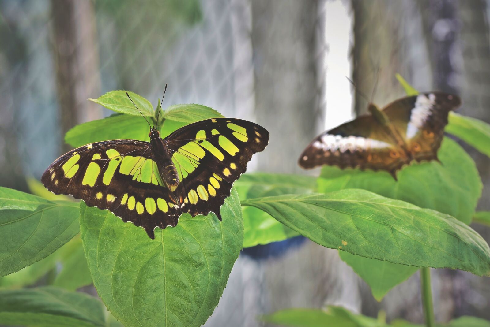 Nikon D7200 sample photo. Butterfly, tropical butterfly, exotic photography