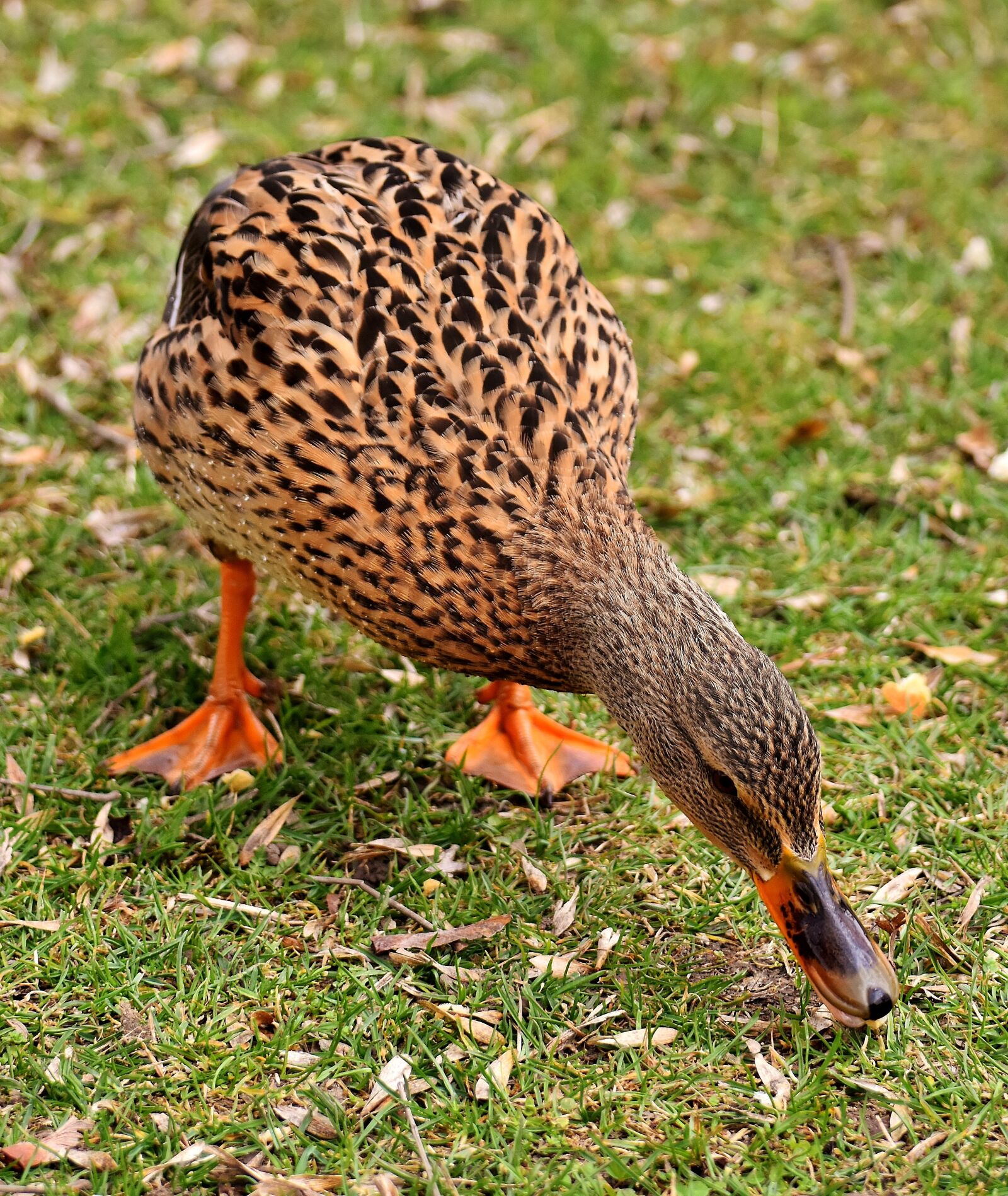 Nikon D7200 sample photo. Mallard, cute, nature photography