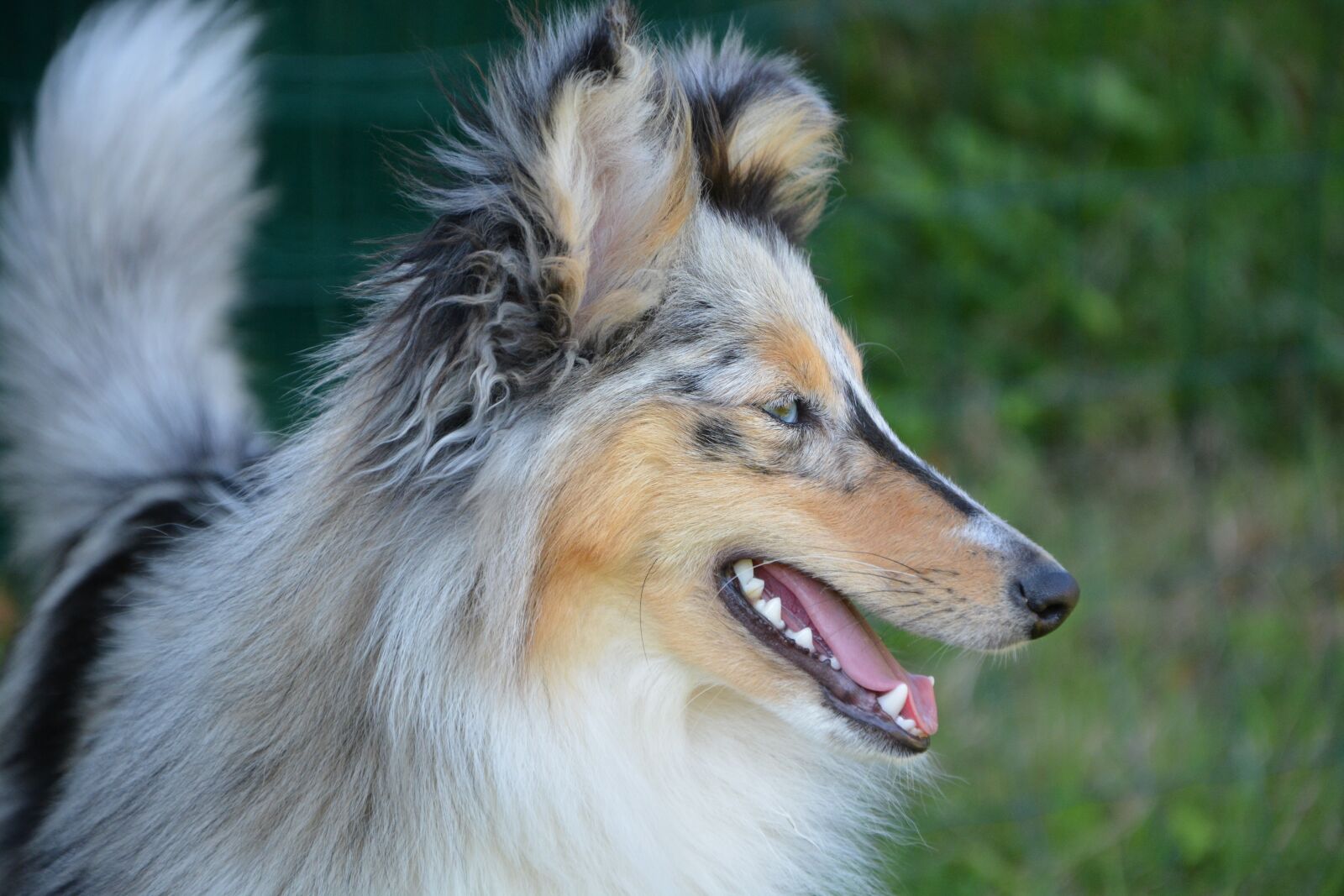 Nikon D5200 sample photo. Dog, bitch, bitch nobility photography
