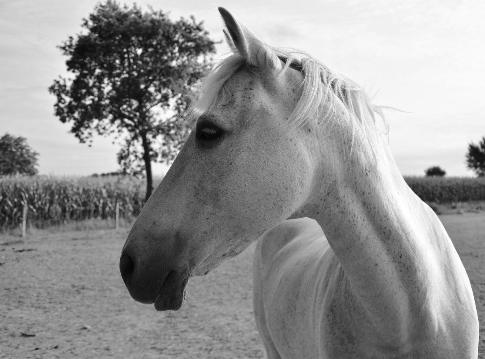 Nikon D5200 sample photo. Horse profile, black white photography