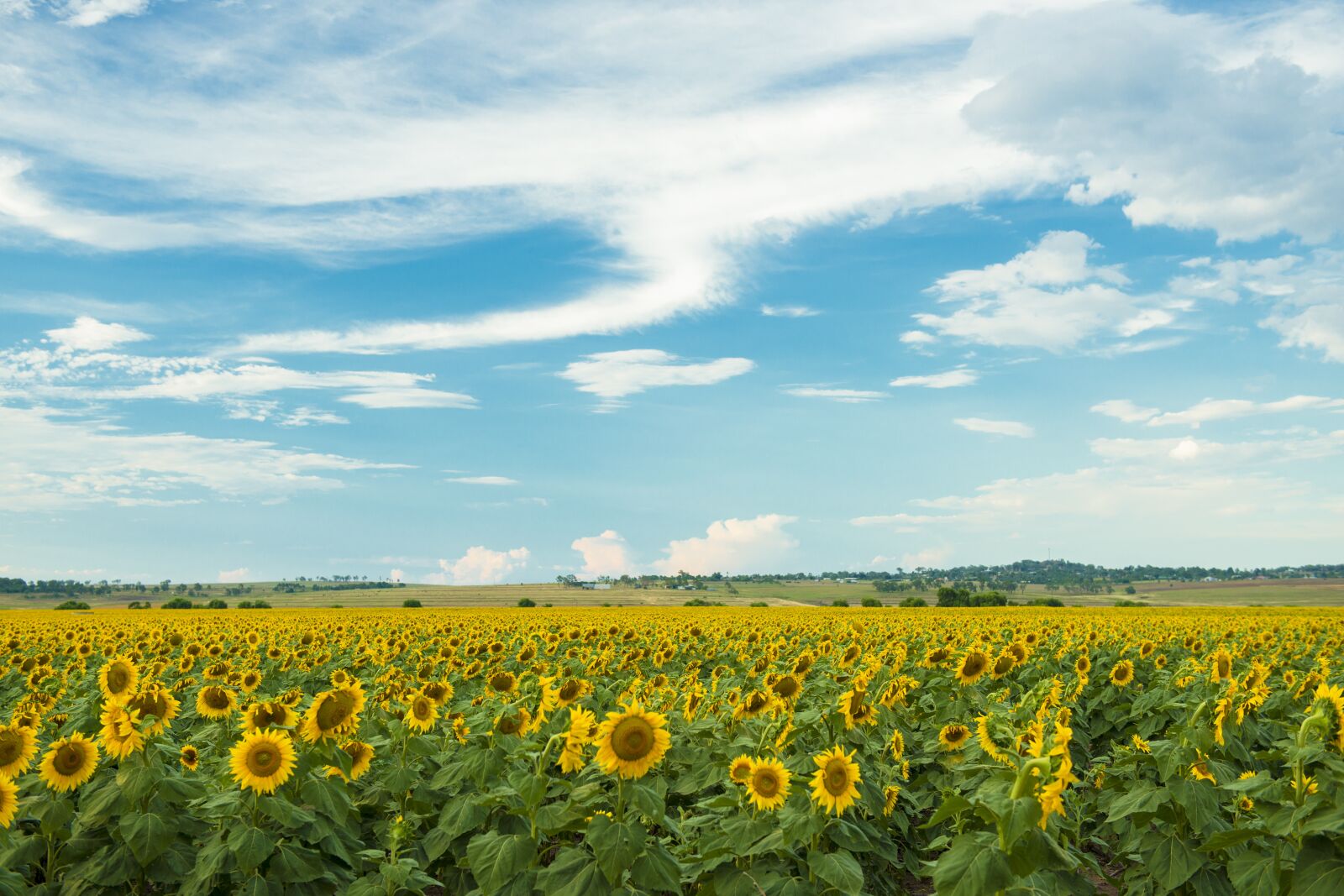 Nikon D800 sample photo. Field, nature, nobody photography