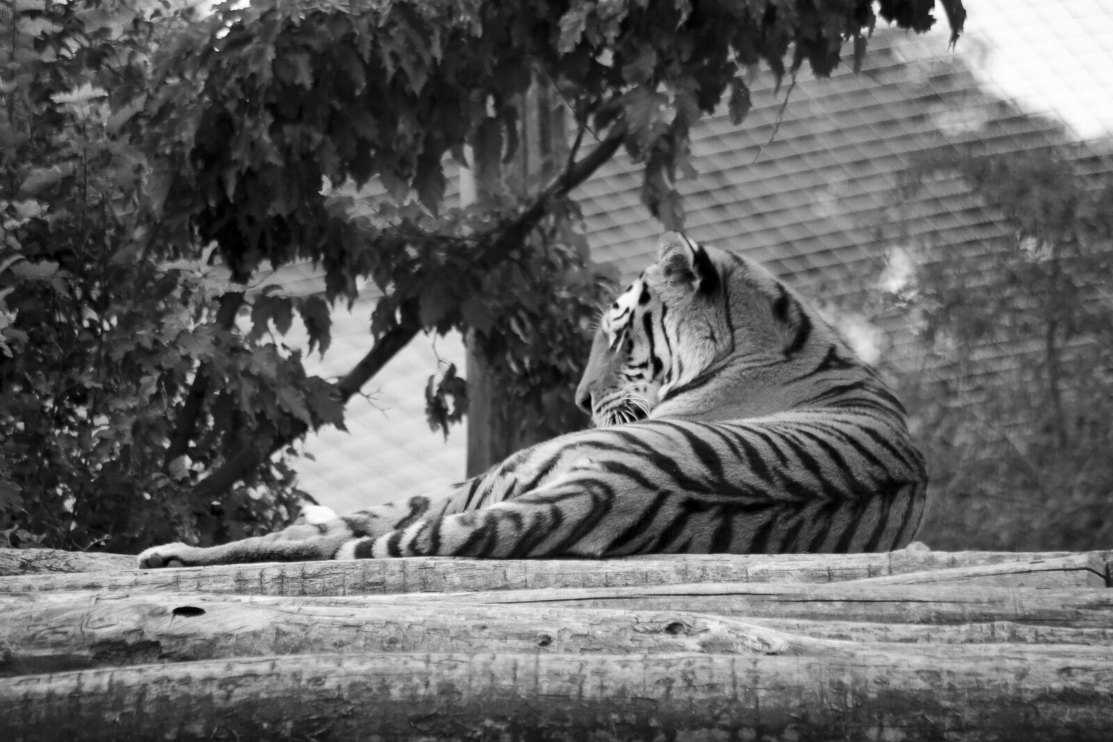 Canon EOS 6D sample photo. Tiger, zoo, predator photography