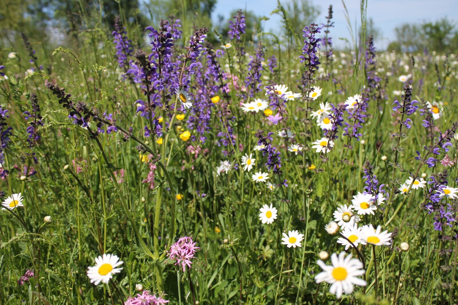 Canon EOS 1100D (EOS Rebel T3 / EOS Kiss X50) sample photo. Flower meadow, wildflowers, summer photography