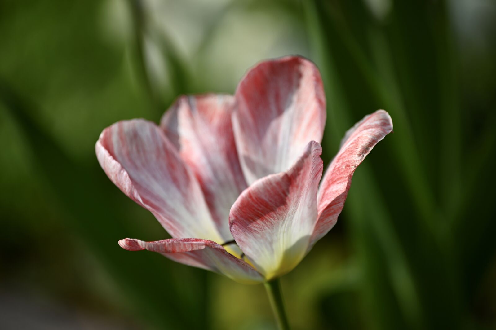 Nikon Z6 sample photo. Tulip, blossom, bloom photography