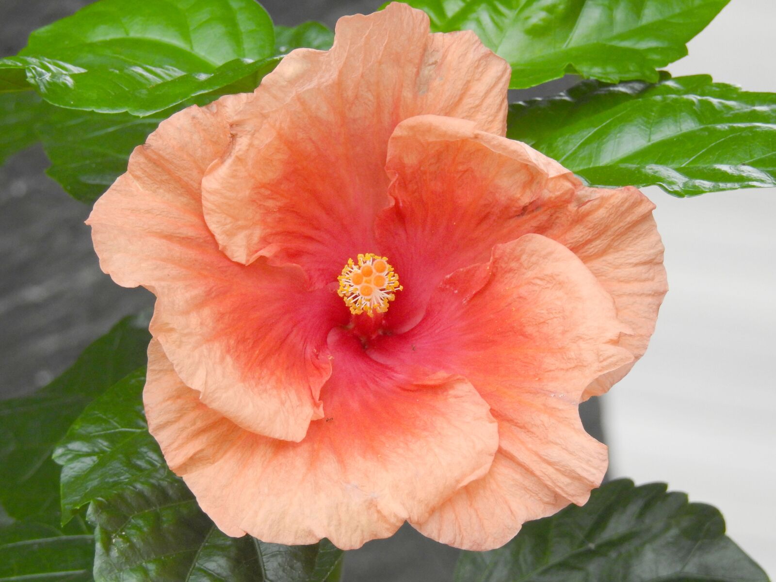 Nikon Coolpix P900 sample photo. Hibiscus, flower, bloom photography