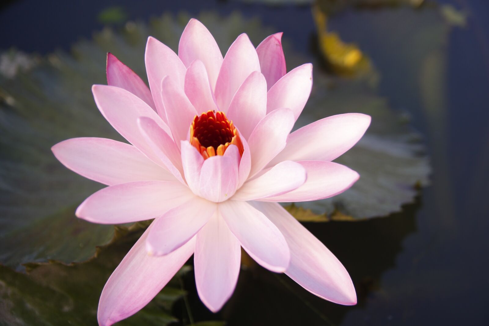 Canon EOS 50D sample photo. Water lily, pond, blossom photography