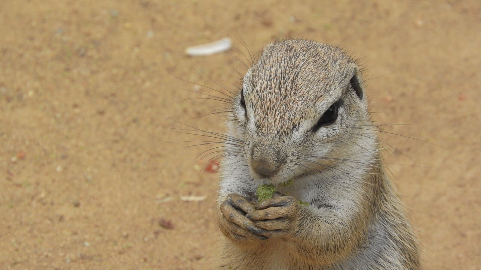 Nikon Coolpix P610 sample photo. Ground squirrel, the african photography